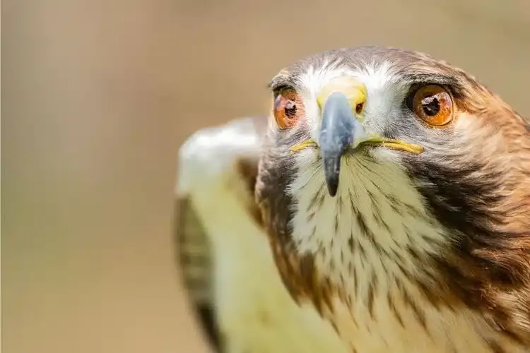 Aigle en gros plan illustrant la vision perçante et parfaite d’un œil